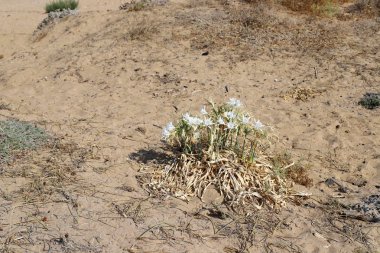 İsrail devletinin kuzeyinde Akdeniz'in kumlu kıyısında, bir kum zambağı çiçek açar - bir yıldız 