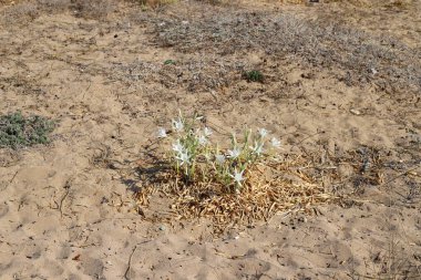 İsrail devletinin kuzeyinde Akdeniz'in kumlu kıyısında, bir kum zambağı çiçek açar - bir yıldız 