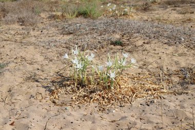 İsrail devletinin kuzeyinde Akdeniz'in kumlu kıyısında, bir kum zambağı çiçek açar - bir yıldız 