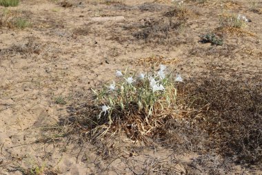 İsrail devletinin kuzeyinde Akdeniz'in kumlu kıyısında, bir kum zambağı çiçek açar - bir yıldız 