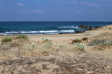 İsrail devletinin kuzeyinde Akdeniz'in kumlu kıyısında, bir kum zambağı çiçek açar - bir yıldız 