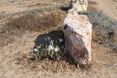 İsrail devletinin kuzeyinde Akdeniz'in kumlu kıyısında, bir kum zambağı çiçek açar - bir yıldız 
