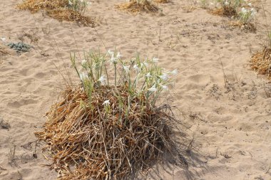 İsrail devletinin kuzeyinde Akdeniz'in kumlu kıyısında, bir kum zambağı çiçek açar - bir yıldız 