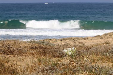 İsrail devletinin kuzeyinde Akdeniz'in kumlu kıyısında, bir kum zambağı çiçek açar - bir yıldız 