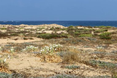 İsrail devletinin kuzeyinde Akdeniz'in kumlu kıyısında, bir kum zambağı çiçek açar - bir yıldız 