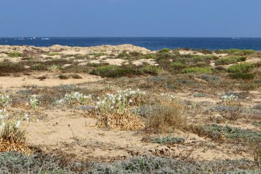 İsrail devletinin kuzeyinde Akdeniz'in kumlu kıyısında, bir kum zambağı çiçek açar - bir yıldız 