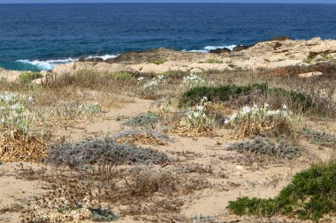 İsrail devletinin kuzeyinde Akdeniz'in kumlu kıyısında, bir kum zambağı çiçek açar - bir yıldız 