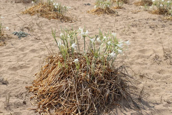 Den Sandiga Stranden Medelhavet Norra Delen Staten Israel Sand Lilja — Stockfoto