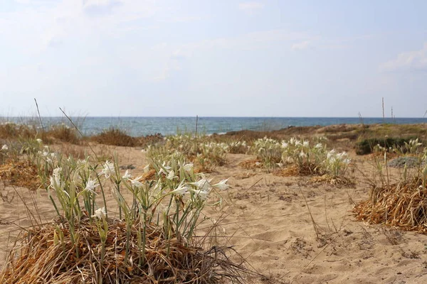 Costa Arenosa Mar Mediterrâneo Norte Estado Israel Lírio Areia Floresce — Fotografia de Stock