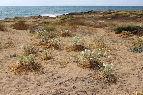 Costa Arenosa Mar Mediterrâneo Norte Estado Israel Lírio Areia Floresce — Fotografia de Stock