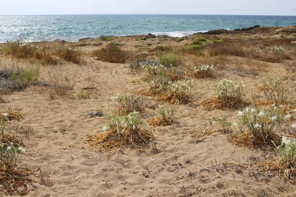 Sulla Riva Sabbiosa Del Mar Mediterraneo Nel Nord Dello Stato — Foto Stock