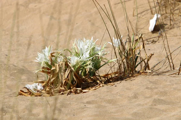 Sur Rive Sablonneuse Mer Méditerranée Nord État Israël Lis Sable — Photo