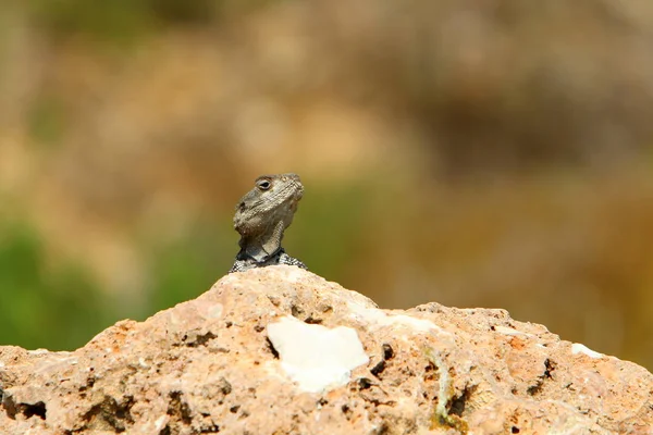 Bir Kertenkele Akdeniz Kıyılarında Büyük Bir Taş Üzerinde Oturur Güneşin — Stok fotoğraf