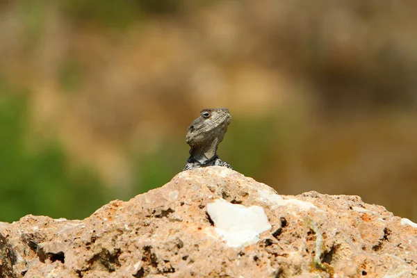 一只蜥蜴坐在地中海海岸的一块大石头上晒太阳 — 图库照片