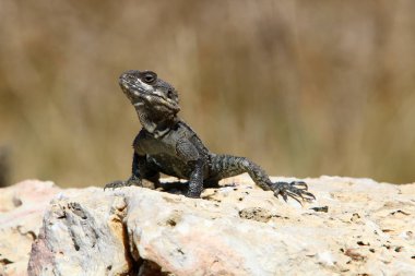Bir kertenkele Akdeniz kıyılarında büyük bir taş üzerinde oturur ve güneşin tadını çıkarır 