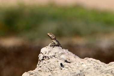 Bir kertenkele Akdeniz kıyılarında büyük bir taş üzerinde oturur ve güneşin tadını çıkarır 