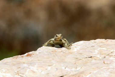 Bir kertenkele Akdeniz kıyılarında büyük bir taş üzerinde oturur ve güneşin tadını çıkarır 