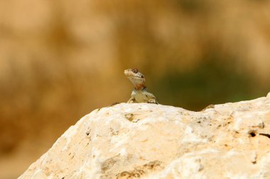 Bir kertenkele Akdeniz kıyılarında büyük bir taş üzerinde oturur ve güneşin tadını çıkarır 