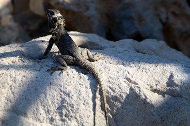 Bir kertenkele Akdeniz kıyılarında büyük bir taş üzerinde oturur ve güneşin tadını çıkarır 