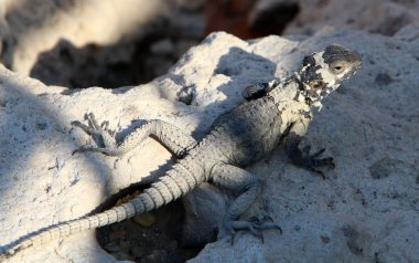Bir kertenkele Akdeniz kıyılarında büyük bir taş üzerinde oturur ve güneşin tadını çıkarır 