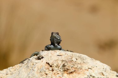 Bir kertenkele Akdeniz kıyılarında büyük bir taş üzerinde oturur ve güneşin tadını çıkarır 