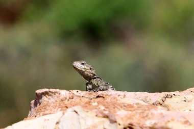 Bir kertenkele Akdeniz kıyılarında büyük bir taş üzerinde oturur ve güneşin tadını çıkarır 