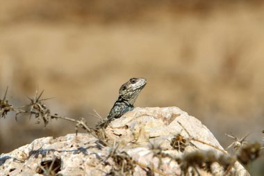 Bir kertenkele Akdeniz kıyılarında büyük bir taş üzerinde oturur ve güneşin tadını çıkarır 