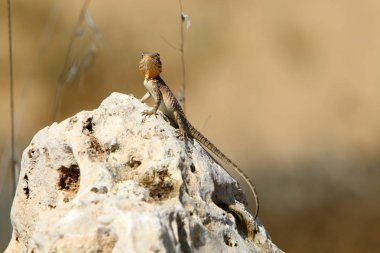 Bir kertenkele Akdeniz kıyılarında büyük bir taş üzerinde oturur ve güneşin tadını çıkarır 