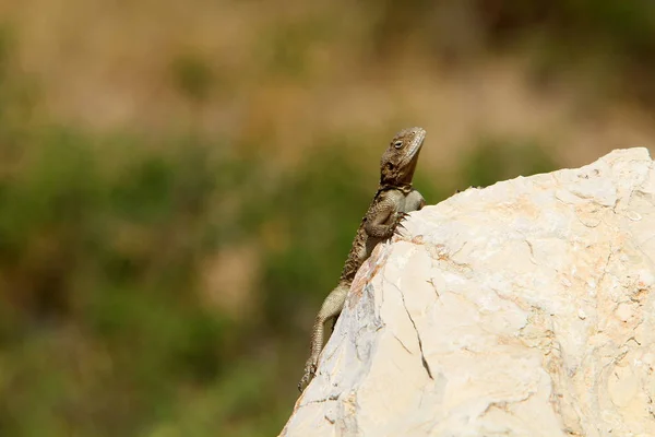 Eine Eidechse Sitzt Auf Einem Großen Stein Ufer Des Mittelmeeres — Stockfoto