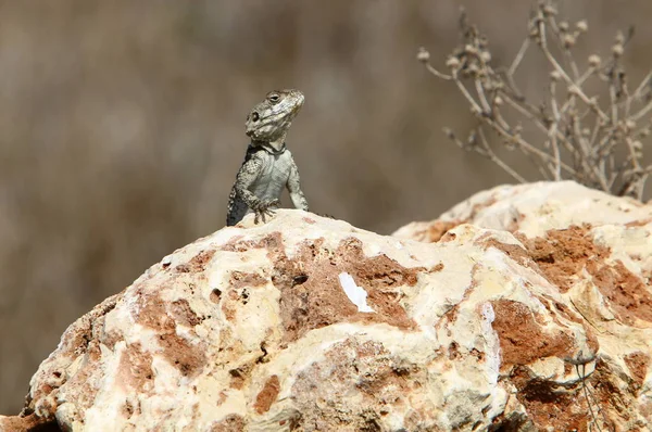 Lizard Sits Large Stone Shores Mediterranean Sea Basks Sun — Stock Photo, Image