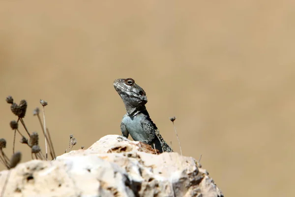 Lizard Sits Large Stone Shores Mediterranean Sea Basks Sun — Stock Photo, Image