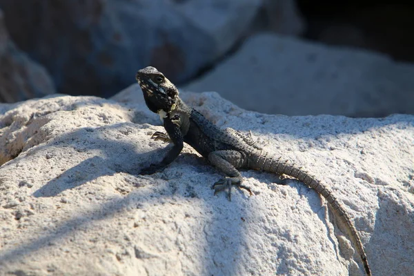 Lizard Sits Large Stone Shores Mediterranean Sea Basks Sun — Stock Photo, Image