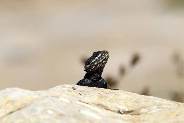 Μια Σαύρα Κάθεται Μια Μεγάλη Πέτρα Στις Ακτές Της Μεσογειακής — Φωτογραφία Αρχείου
