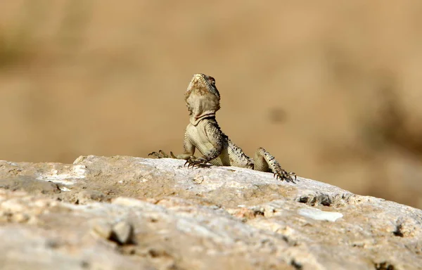 Jaszczurka Siedzi Dużym Kamieniu Nad Brzegiem Morza Śródziemnego Basks Słońcu — Zdjęcie stockowe