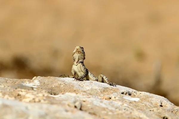 Lagarto Senta Sobre Uma Grande Pedra Nas Margens Mar Mediterrâneo — Fotografia de Stock