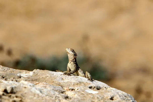 Bir Kertenkele Akdeniz Kıyılarında Büyük Bir Taş Üzerinde Oturur Güneşin — Stok fotoğraf