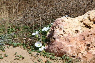 taşlar İsrail'in kuzeyinde Akdeniz kıyısında bir parkta yalan 