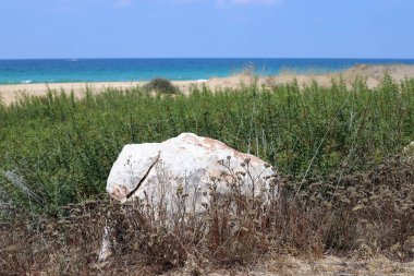 taşlar İsrail'in kuzeyinde Akdeniz kıyısında bir parkta yalan 