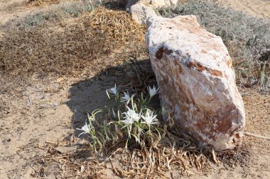 taşlar İsrail'in kuzeyinde Akdeniz kıyısında bir parkta yalan 