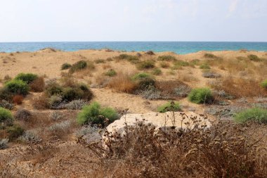 taşlar İsrail'in kuzeyinde Akdeniz kıyısında bir parkta yalan 