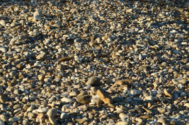 taşlar İsrail'in kuzeyinde Akdeniz kıyısında bir parkta yalan 
