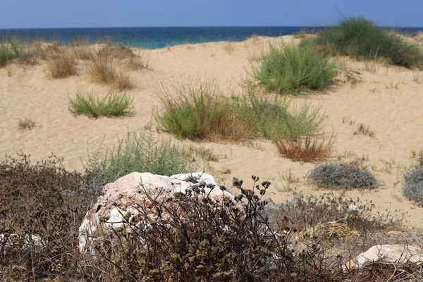 Taşlar Srail Kuzeyinde Akdeniz Kıyısında Bir Parkta Yalan — Stok fotoğraf
