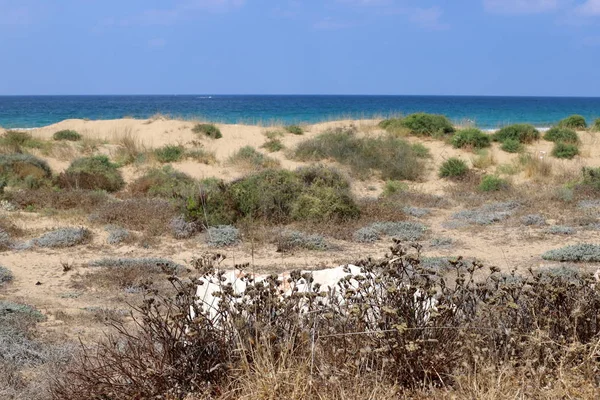Pietre Trovano Parco Sulle Rive Del Mar Mediterraneo Nel Nord — Foto Stock