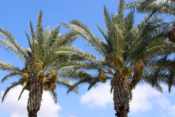 Nel Giardino Sulle Alte Palme Nel Nord Israele Date Sono — Foto Stock