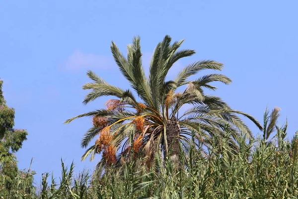 イスラエルの北の高いヤシの木の庭で熟した — ストック写真