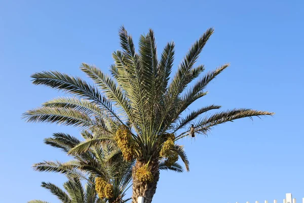 Garden High Palm Trees North Israel Dates Have Ripened — Stock Photo, Image