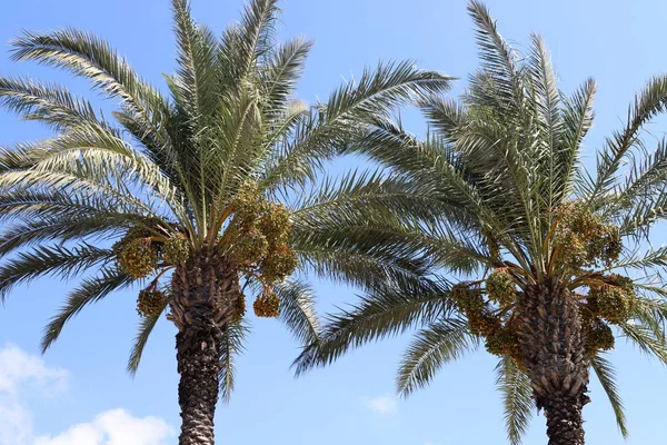 Garden High Palm Trees North Israel Dates Have Ripened — Stock Photo, Image