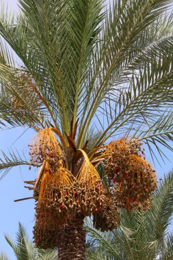 İsrail'in kuzeyinde yüksek palmiye ağaçları üzerinde bahçede tarihler olgunlaştı 
