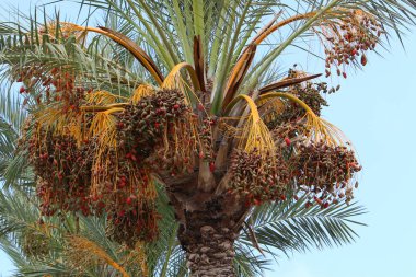 İsrail'in kuzeyinde yüksek palmiye ağaçları üzerinde bahçede tarihler olgunlaştı 