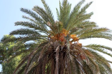 İsrail'in kuzeyinde yüksek palmiye ağaçları üzerinde bahçede tarihler olgunlaştı 